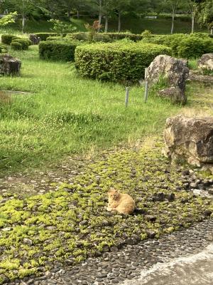 袖ケ浦公園のおさんぽ