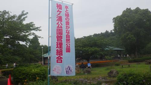 花菖蒲咲く袖ケ浦公園