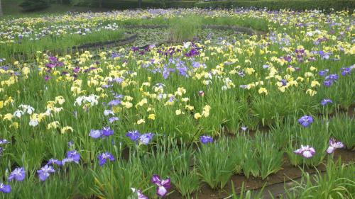 花菖蒲咲く袖ケ浦公園