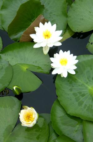 花菖蒲咲く袖ケ浦公園