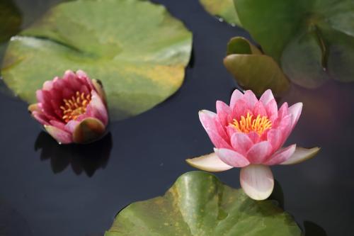 花菖蒲咲く袖ケ浦公園