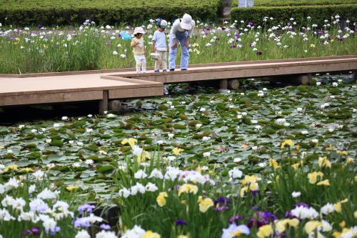 花菖蒲咲く袖ケ浦公園