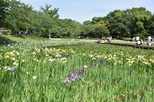 蓮の花