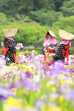 花菖蒲まつり