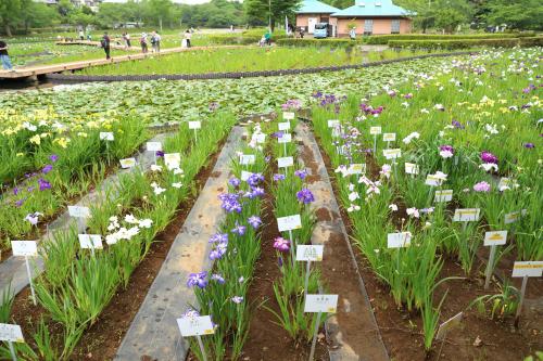 花菖蒲まつり