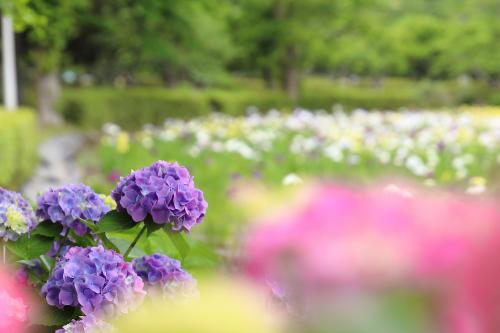 花菖蒲まつり