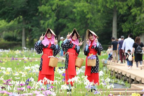 花菖蒲まつり