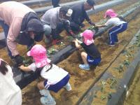 苗植えの様子