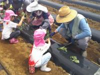 苗植えの様子