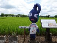 17番  田んぼピクミン