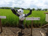 18番  お米を守る！パンダマン!! ～イェーイ!!!～
