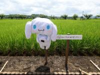 16番  おにぎり大好き！シナモン