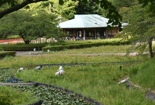 来年の菖蒲