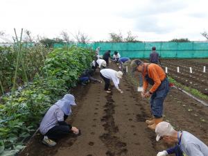 大根の種まきの様子