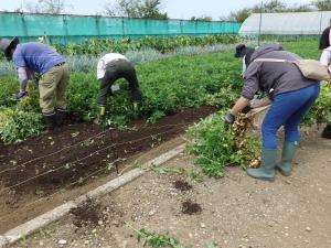 落花生「おおまさり」収穫の様子