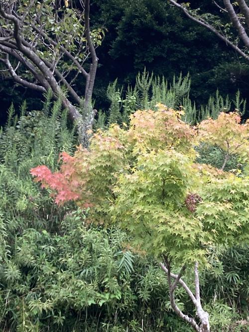 袖ケ浦公園のおさんぽ