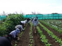 大根の間引きの様子