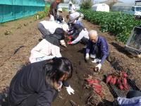 サツマイモ収穫の様子