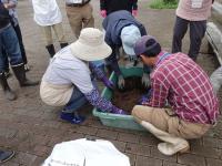 そら豆種まき用培土の作成