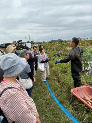 画像（レンコン畑①）
