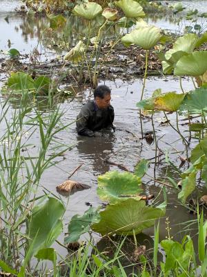 画像(レンコン畑②)