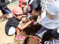 イモ掘りの様子