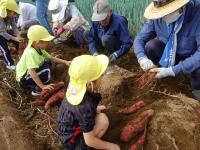 イモ掘りの様子