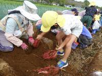 イモ掘りの様子