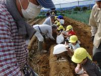 イモ掘りの様子