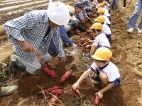 イモ掘りの様子