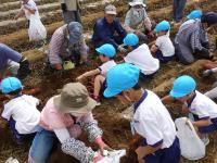イモ掘りの様子