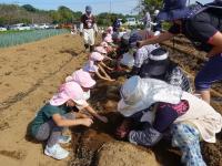 イモ掘りの様子