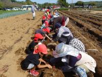 イモ掘りの様子