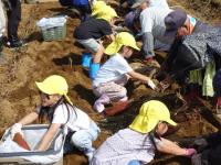 イモ掘りの様子