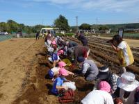 イモ掘りの様子