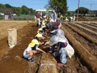 イモ掘りの様子