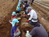 イモ掘り開始