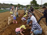 イモ掘りの様子
