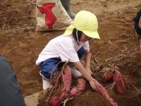 イモ掘りの様子