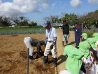 イモ掘りの説明