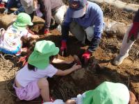 イモ掘りの様子