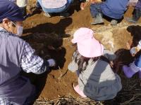 イモ掘りの様子