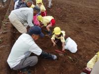 イモ掘りの様子