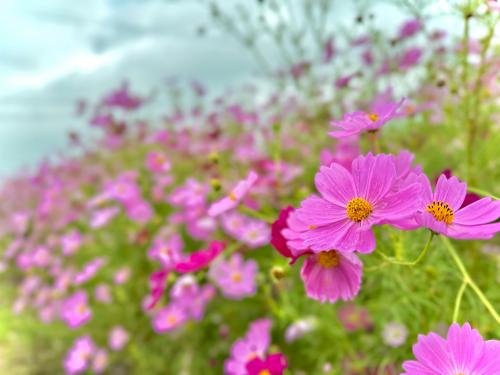 コスモス