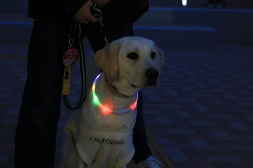 『ランタン』バルーンに願いを乗せて