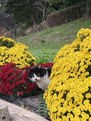 袖ケ浦公園のおさんぽ