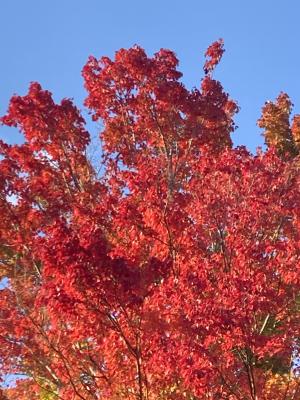 袖ケ浦公園のおさんぽ