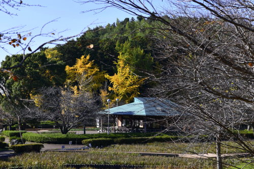 秋の袖ケ浦公園