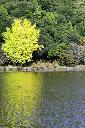 秋の袖ケ浦公園