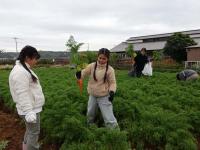 人参も手ごわかった